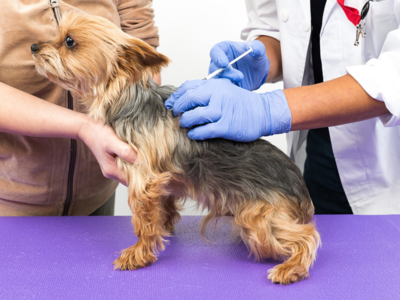 狂犬病予防注射について