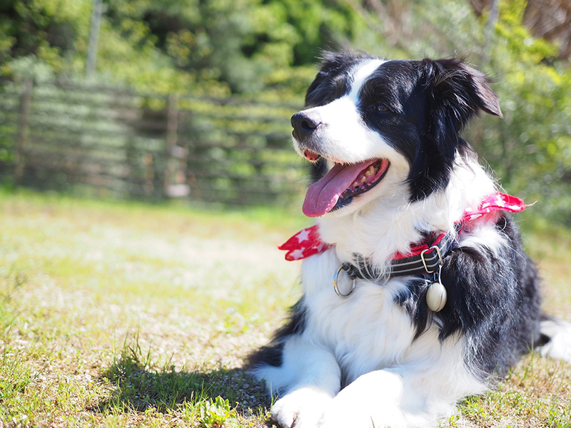 フィラリア予防について