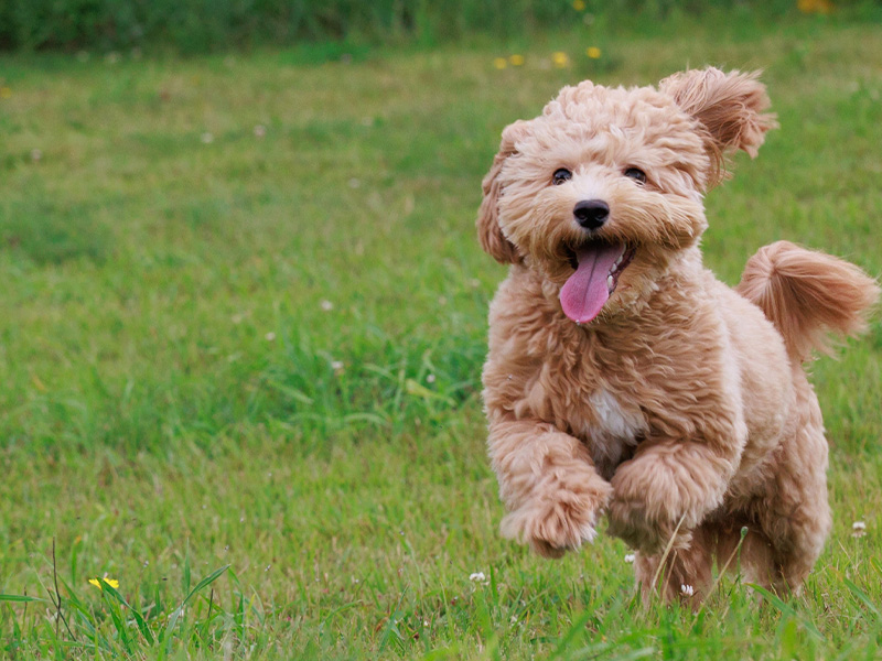 ノミ・マダニ予防について