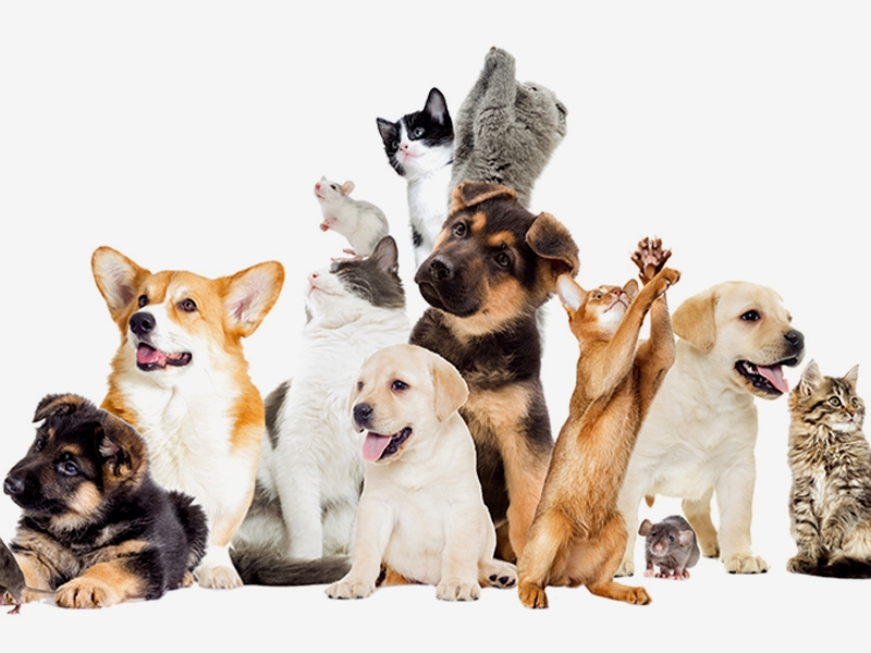 オレンジ動物病院とは